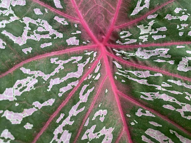 芋头叶照片图片下载