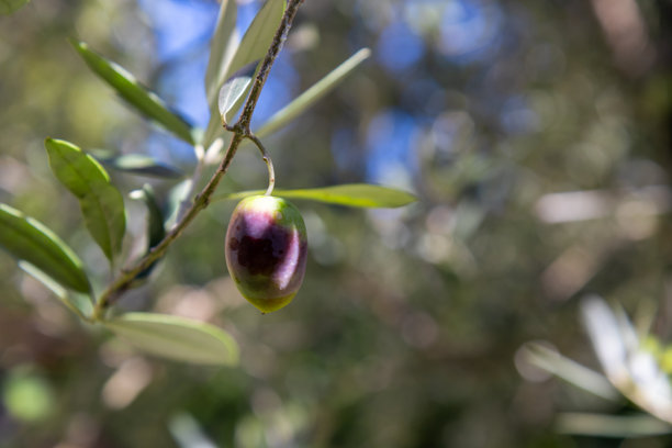 特写镜头，展示了橄榄树枝上新鲜、生涩的绿色橄榄，在柔和的散景背景下沐浴着自然阳光。这张图片捕捉了健康、有机、天然食物的精髓。图片下载