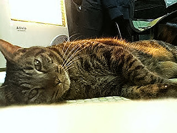 老式翻盖手机拍摄的低分辨率猫咪照片图片下载