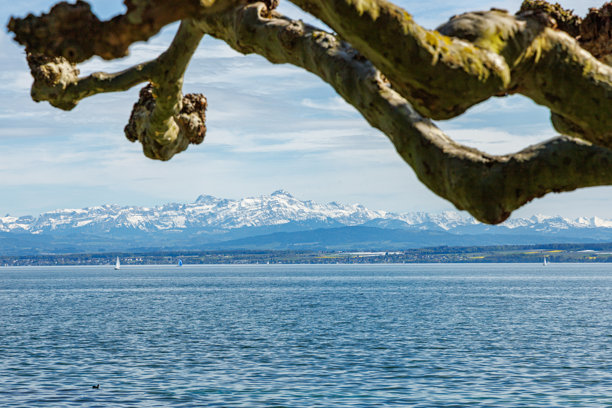 瑞士阿尔卑斯山全景，摄于德国博登湖，照片顶部可见一截棕色树头，天气晴朗平静。图片下载