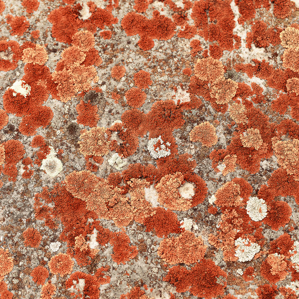 五彩苔藓和地衣构成的自然纹理图案，自然纹理背景，表面覆盖着白色和红色苔藓的特写，微距拍摄，俯视照片，微型植物自然背景图片下载