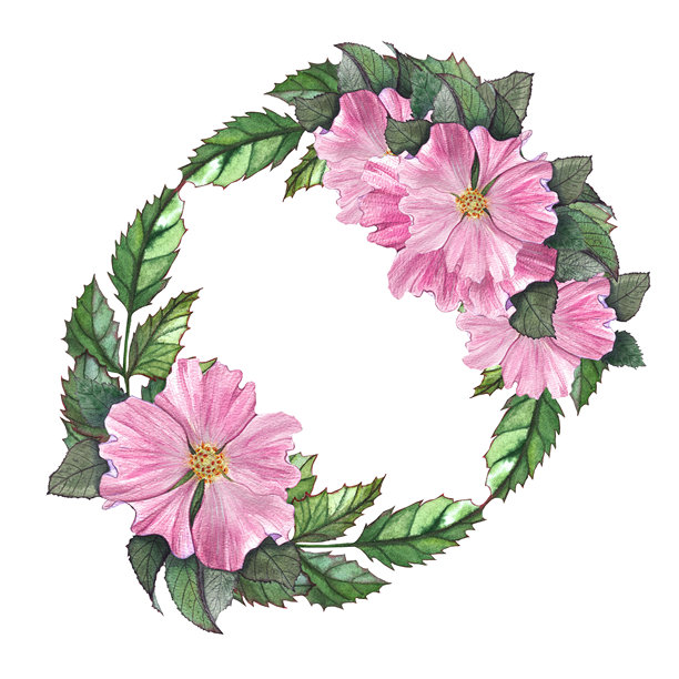 水彩画风格的玫瑰果花卉边框，用于设计插画图片下载