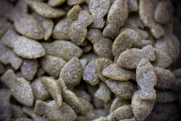 干猫粮的微距照片图片下载