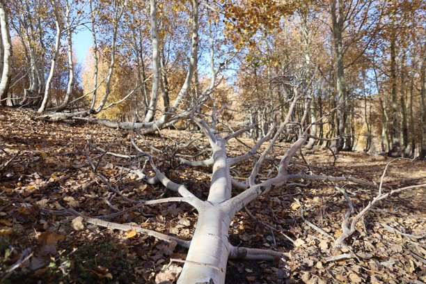 秋季城市桥梁自然风光图片图片下载