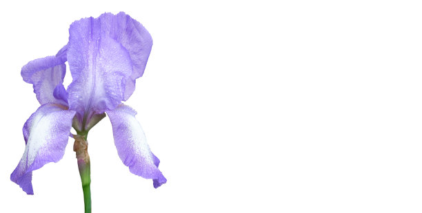 淡紫色的鸢尾花带茎，置于干净的白色背景上。简约植物布局。横幅，复制空间图片下载