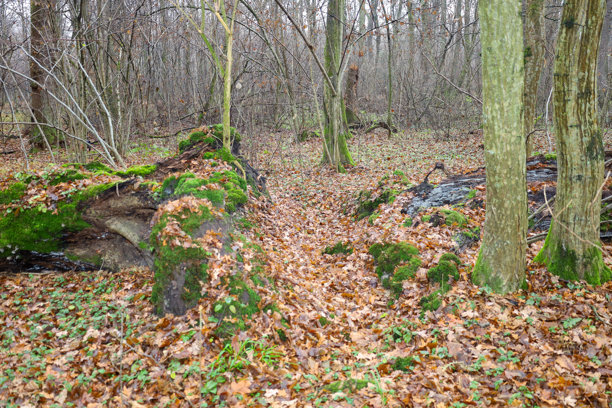 这张广角照片展示了一片茂密的、落叶的森林，时间是晚秋或初冬。前景中，一棵巨大的、倒下的树干上覆盖着鲜艳的绿苔和地衣，在林间小路上形成了一个障碍。图片下载
