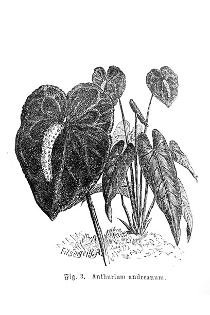 红掌植物学蚀刻画，19世纪自然研究——矢量插画图片下载