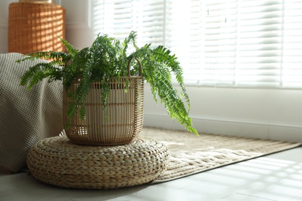 地板上的柳条筐里放着漂亮的蕨类植物，室内空间可供文字使用。图片下载