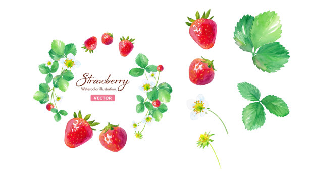 一套可爱的草莓圆形边框和元素。水彩插画（矢量图）图片下载