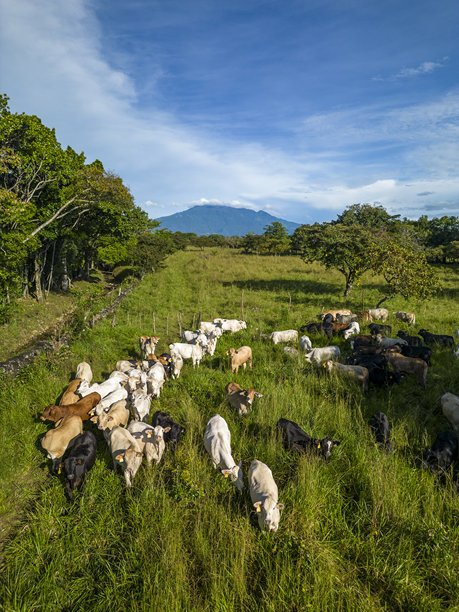 俯视拍摄的牛群养殖场照片图片下载