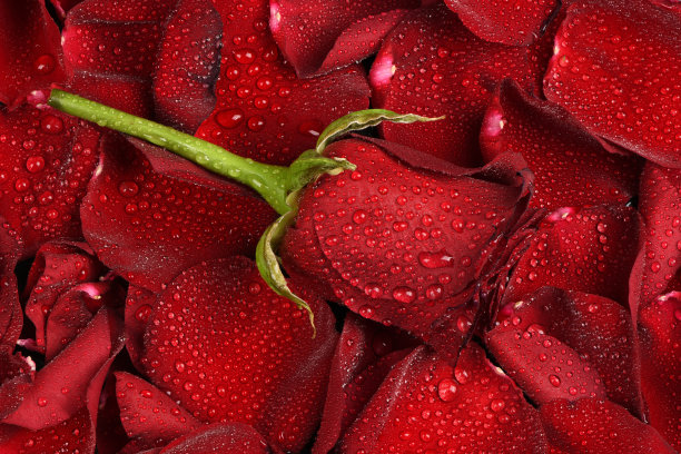 背景为红玫瑰花瓣的红玫瑰，上面有水滴。高分辨率照片。图片下载