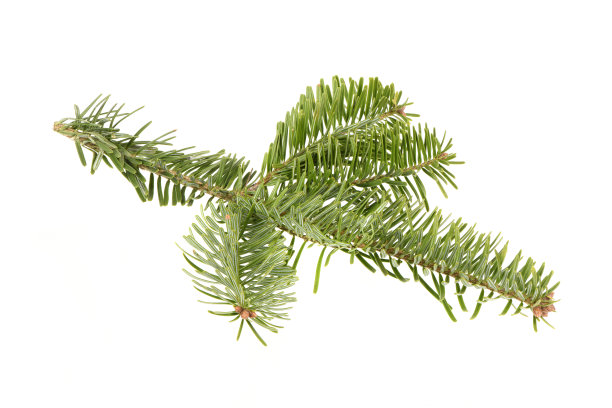 白色背景上的云杉树枝，高分辨率照片。图片下载