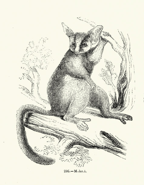 野生动物，动物，灵长类，莫霍尔婴猴，（Galago moholi），19世纪复古插画图片下载