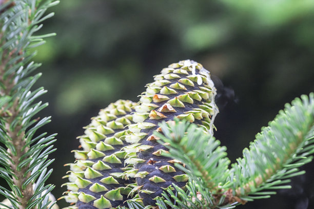 松果。针叶树的球果。色彩缤纷的植物细节特写宏观照片图片下载