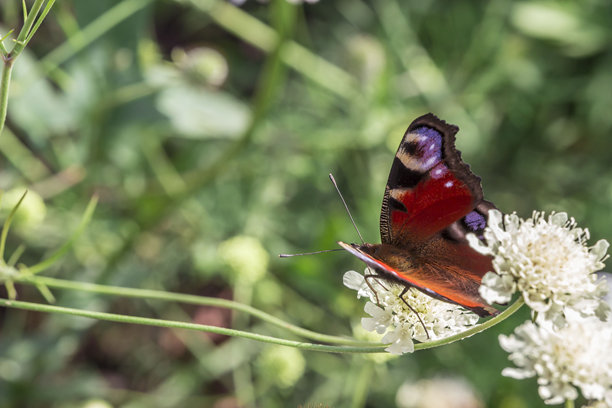 孔雀眼。美丽的蝴蝶。野生动物。色彩鲜艳细节丰富的昆虫宏观照片图片下载