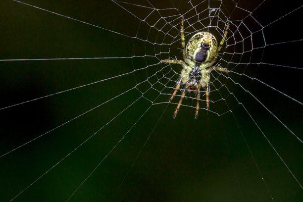 黑色背景上的网状蜘蛛。野生动物。昆虫的彩色细节微距照片图片下载