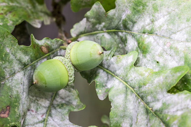 高亮和散景效果下模糊背景中的橡子。色彩鲜艳的橡子微距照片。图片下载