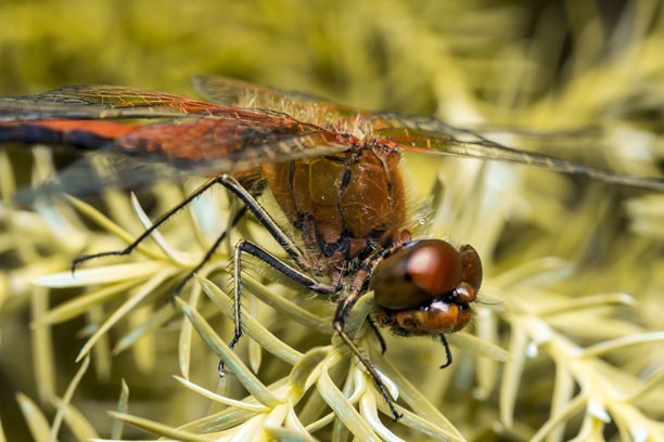 蜻蜓。昆虫的彩色细节微距照片图片下载