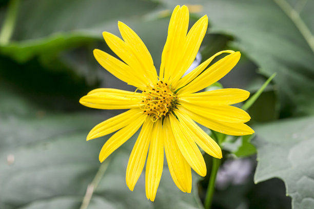 明亮的黑心菊。色彩鲜艳的详细花朵微距照片图片下载
