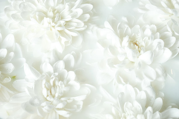明亮的白色菊花花卉背景，具有中性柔和的纹理，非常适合包装、化妆品品牌、贺卡和海报设计。图片下载