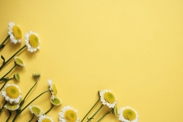 黄色和白色花朵的洋甘菊菊花花束，背景为黄色，光线明亮通风。非常适合自然、护肤品、有机产品、请柬和品牌宣传。俯视角度，留有复制空间。图片下载