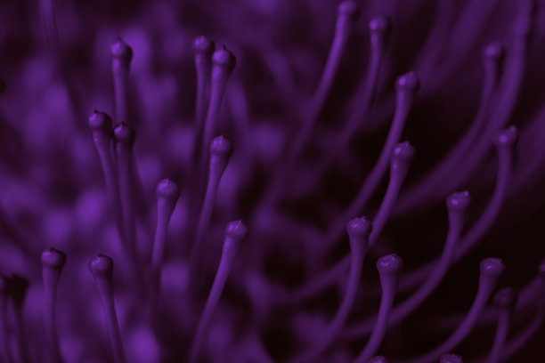 紫 leucospermum 艺术特写，具有超现实色调。现代室内设计、海报或数字艺术项目的艺术微距照片图片下载