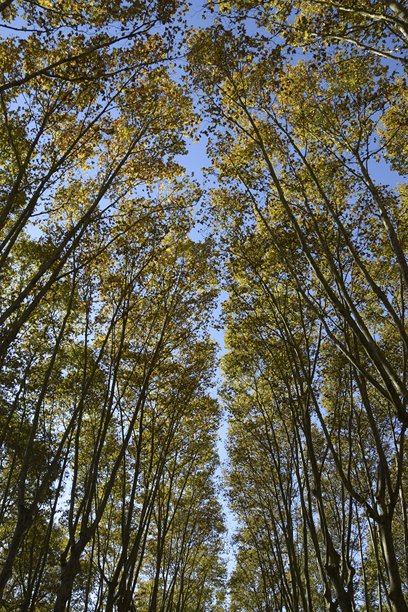 从下方拍摄的梧桐树照片图片下载