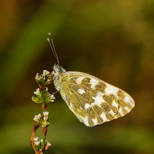 背景柔和深绿色虚化，特写一只沐白蝶停留在小花上。一只绿白色的蝴蝶的微距照片，其带有图案的翅膀纹理细腻，在柔和的光线下。图片下载