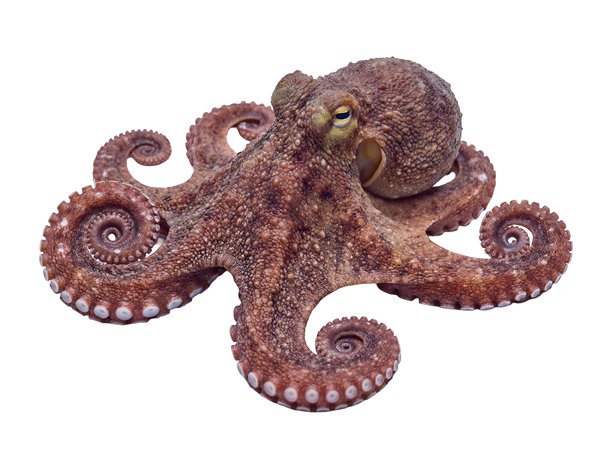 棕色章鱼PNG，透明背景，海洋生物，有八条带吸盘的腕足，适用于水下野生动物和海鲜主题图片下载