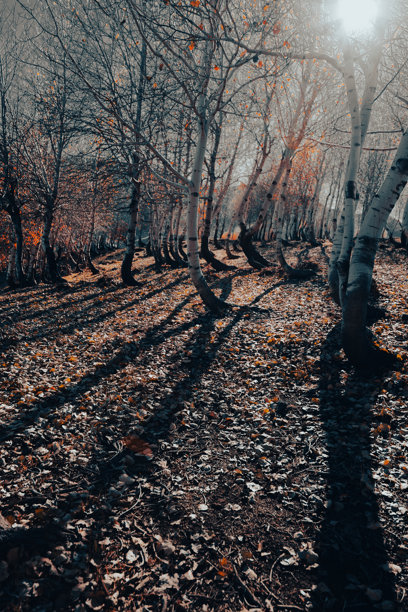 秋季城市桥梁自然风光图片图片下载