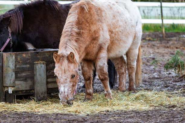 农场里优雅的马匹照片，在有乡村围栏的茂密绿色牧场上吃草。自然光线突出了它们的外观、动态以及宁静的环境。非常适合自然摄影、马术主题、农场生活和风景内容。图片下载