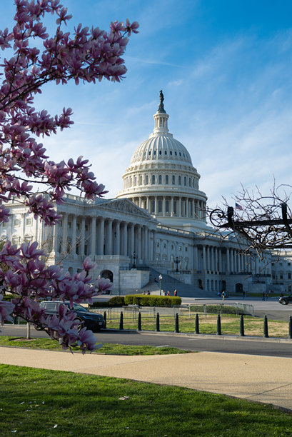 春季绽放的木兰树下的国会大厦，华盛顿特区。美国国会大厦外观照片。春季的国会大厦。国会大厦建筑。图片下载