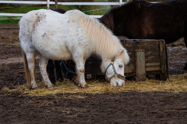 农场里优雅的马匹照片，在郁郁葱葱的绿色牧场里吃草，有乡村风格的栅栏。自然光线凸显了它们的皮毛、体态以及宁静的环境。非常适合自然摄影、马术主题、农场生活和风景内容。图片下载