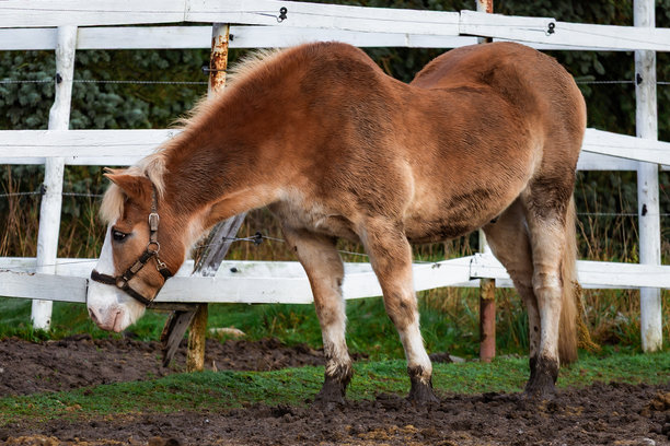 农场里优雅的马匹照片，在有乡村栅栏的郁郁葱葱的绿色牧场上吃草。自然光线突出了它们的毛皮、姿态以及宁静的环境。非常适合自然摄影、马术主题、农场生活和风景内容。图片下载