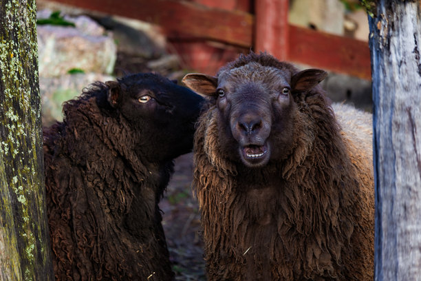 一只可爱的、有趣的绵羊在农场吃草的照片，背景是郁郁葱葱的绿色牧场和木制围栏。柔和的自然光突显了羊毛的纹理和宁静的农场生活。非常适合自然摄影、农场场景、动物主题和田园风光内容。图片下载