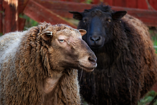 可爱有趣的绵羊在农场吃草的照片，有茂密的绿色牧场和木制栅栏。柔和的自然光突出了羊毛的质感和宁静的农场生活。非常适合自然摄影、农场场景、动物主题和田园风光内容。图片下载