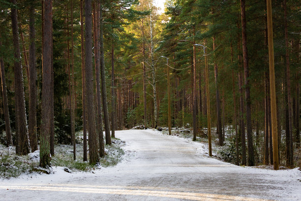 雪中森林照片，树木、地面和树枝都被纯净的白雪覆盖。采用自然光拍摄，营造出宁静而神奇的冬日氛围。非常适合自然摄影、季节性内容和冬季风景。图片下载