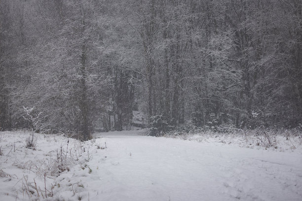 降雪期间的森林照片，树木、地面和树枝覆盖着洁白无瑕的雪。在自然光线下拍摄，营造出宁静而神奇的冬季氛围。非常适合自然摄影、季节性内容和冬季风景。图片下载