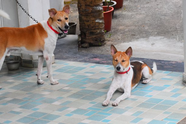 我在花园里随手拍的照片.....图片下载