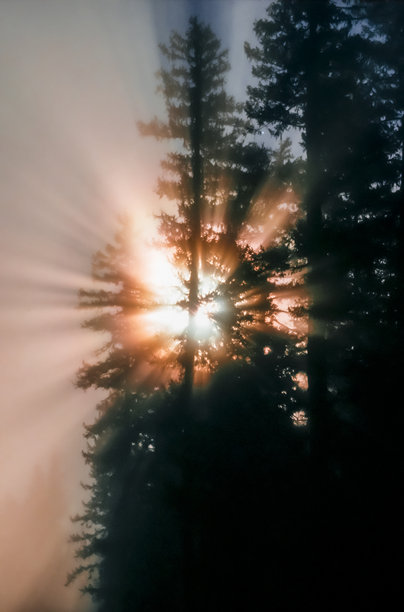 雾气弥漫的针叶林中，阳光穿透而下的模拟彩色照片图片下载