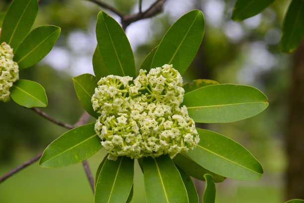 牛奶花树幼花簇的特写图片图片下载