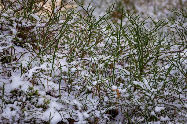 雪停留在树枝上的照片，采用自然光近距离拍摄。突出雪的细腻纹理、树皮细节以及宁静的冬日森林氛围。非常适合自然摄影、微距摄影、冬季场景和季节性内容。图片下载