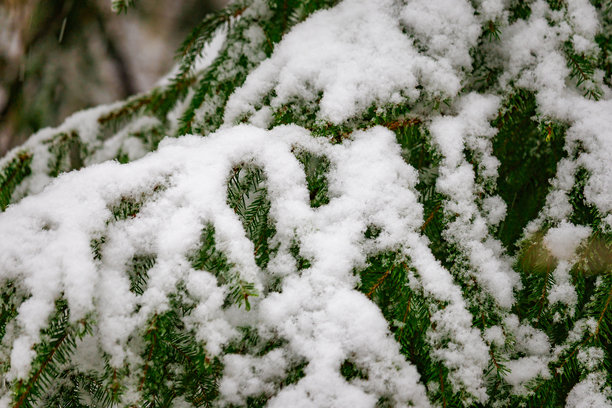 雪停留在树枝上的照片，采用自然光近景拍摄。突出雪的细腻纹理、树皮细节和宁静的冬日森林氛围。非常适合自然摄影、微距镜头、冬季景象和季节性内容。图片下载