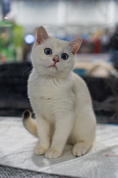 一只白色的考玛尼猫，神情专注，室内场景，毛发柔软，耳朵警觉，张着嘴，蓝眼睛，背景模糊，散景效果，自然光线，抓拍照片图片下载