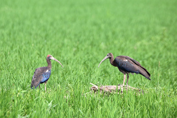 一只正在绿色稻田里觅食的红颈䴉（Pseudibis papillosa）的社论图片。图片下载