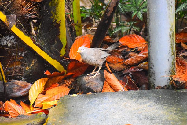 我在花园里随手拍的照片.....图片下载