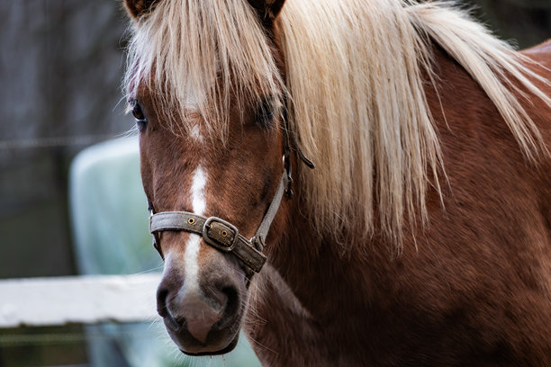 阳光明媚的农场里，优雅的马匹正在悠闲地吃草，周围环绕着绿色的牧场和木制栅栏。柔和的自然光捕捉了它们优美的姿态和动感，非常适合自然摄影、马术内容、农场生活和风景图片。图片下载