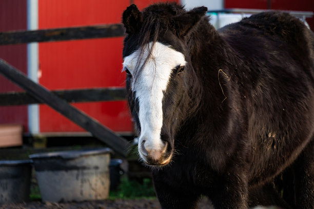 阳光明媚的农场里，优雅的马匹正在悠闲地吃草，周围环绕着绿色的牧场和木制栅栏。柔和的自然光线捕捉到了它们优美的姿态和动感，非常适合自然摄影、马术内容、农场生活和风景图片。图片下载