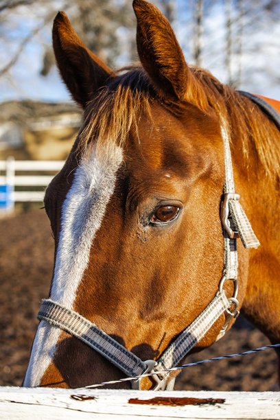农场里美丽的马匹照片，它们在牧场上吃草或行走。柔和的自然光线，毛皮、鬃毛和动作的细节视图。非常适合自然摄影、农场生活、马术主题和野生动物内容。图片下载