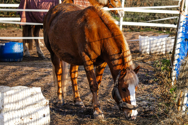 农场里美丽的马匹照片，它们在牧场里吃草或散步。柔和的自然光线，毛皮、鬃毛和动作的细节视图。非常适合自然摄影、农场生活、马术主题和野生动物内容。图片下载